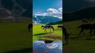 শুকরিয়া সেই মহান আল্লাহ পাকের যিনি এতো সুন্দর করে জগতটাকে সৃষ্টি করেছেন #Allaha #beautiful #like