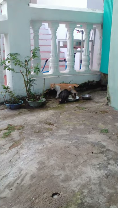 ENTEK-ENTEKNO WIS....!!!!     NGALAH AKU.MESAKNO,AWAKMU KELUWEN RUPANE......