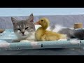 Kitten lets duckling enjoy the warmth of a good bedcute and funny animal