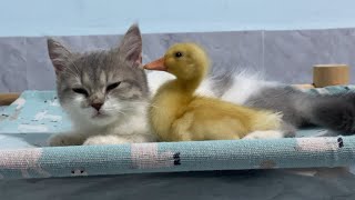 Kitten lets duckling enjoy the warmth of a good bed.😍Cute and funny animal video