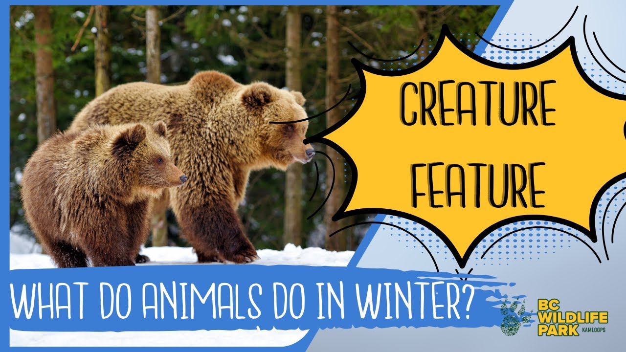 What Do Animals Do In The Winter? Part 1 - Hibernation (Creature Feature Series)