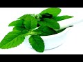 Having Trouble With Digestion Include Basil  / Tulsi Leaves In Your Diet To Relieve Indigestion!!