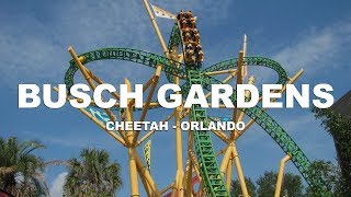 Cheetah - Busch Gardens