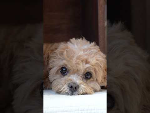 책임감 없는 쾌락 🐶 #daily #쇼츠 #가나디#댕댕이#말티푸#shorts