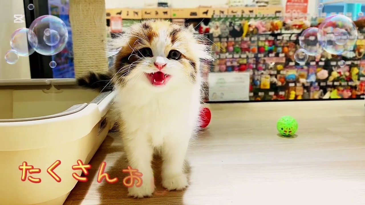 スコティッシュフォールド特集 】10/2現在在店中の垂れ耳ニャンコ特集