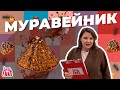 Вашурина прячет дырку или в поисках муравейника в Москве