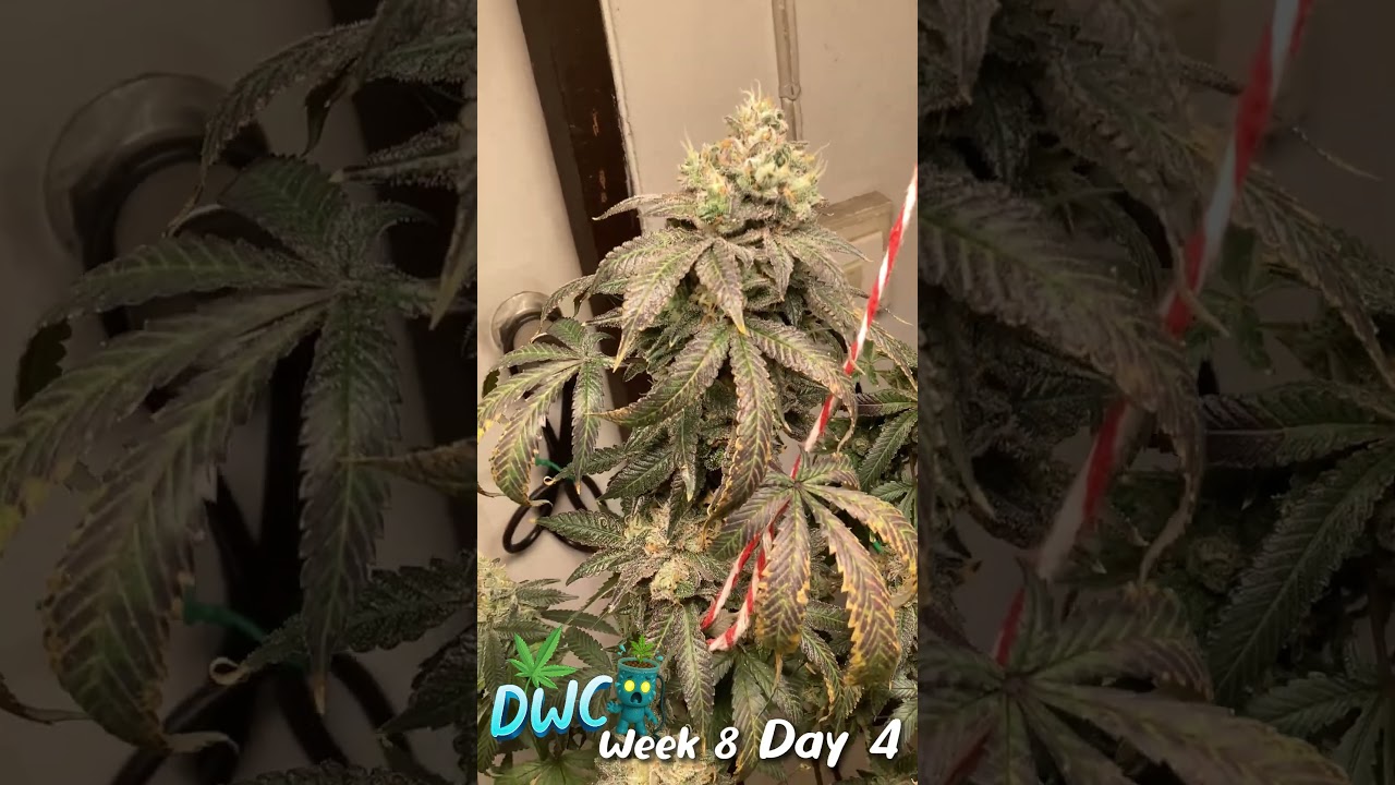 COCO VS DWC Week 8 Day 4 