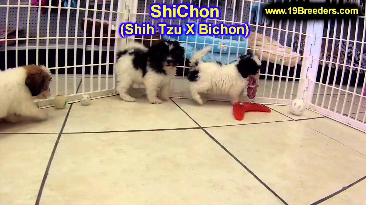 ShiChon, Puppies, For, Sale, In, Butte Silver Bow, Montana, MT, Helena