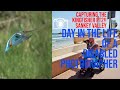 Capturing the Kingfisher part 2