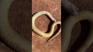 Famous Found snake bite itself until death #shorts #snake Profile