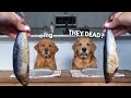 Dog Reviews Food With Brother | Tucker Taste Test 24 Mp3 Song