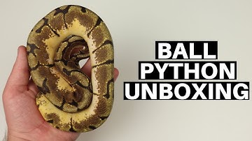 Ball Python Unboxing From Dynasty Reptiles - Benjamin