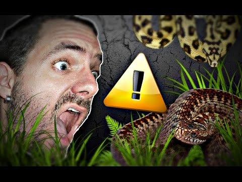 snake reptiles pictures 5 espèces de serpents que je conseille aux débutants.