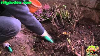 Cultivating heather