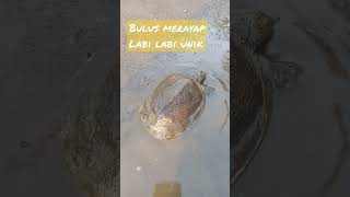 Labi-labi #shorts  bulus #short hidup di dua alam