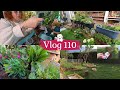 Vlog 110lvolution des plantes de la terrasse  du nouveau dans le potager  semis et rempotage