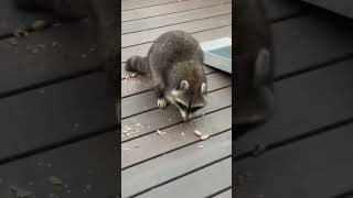 Rocky the raccoon #outdoors #pets