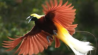 Download lagu Suara Burung Cantik, Beautiful, Beautiful, Funny, Birds of Paradise, Beautiful, Sound . Bird Sounds