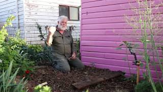 Three Minute Monday Ep.13. Planting no-dig Sweet Corn.