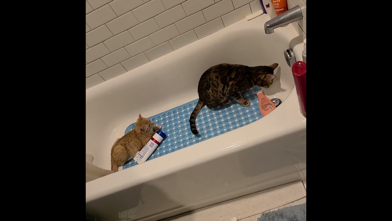 my bengal cat with my rescue/foster kitten #animalover