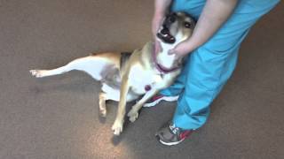Sandy, a 1-year-old Shepherd Beagle mix available for adoption at the Wisconsin Humane Society
