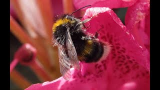 bumblebee insect at work, nice job
bumblebee insect at work, nice job bumblebee insect at work, nice job