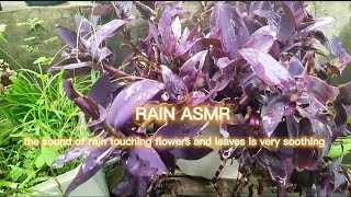 heavy rain in the morning brings a cool atmosphere - Rain ASMR
