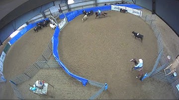 Big Sky Ranch Sorting Saddle Series #4 - #9 HC SORT - Round #1 - Ride #2