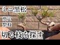 【黒松】ミニ黒松の剪定と針金かけ。初心者の簡単な盆栽の作り方。土佐水木の剪定、植え替え。メネデールもどき【初心者】