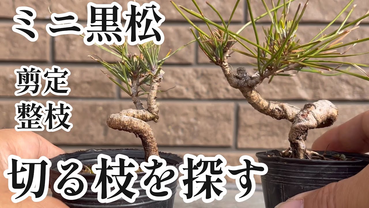 [Куроматсу/ЧЕРНАЯ СОСНА] Обрезка и проволока мини-черной сосны. Обрезка и пересадка Тоса Мизуки.