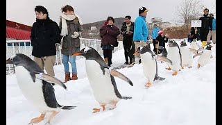 ペンギンが雪の行軍
