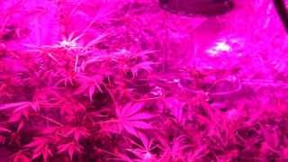 Legal Medical Marijuana Grow