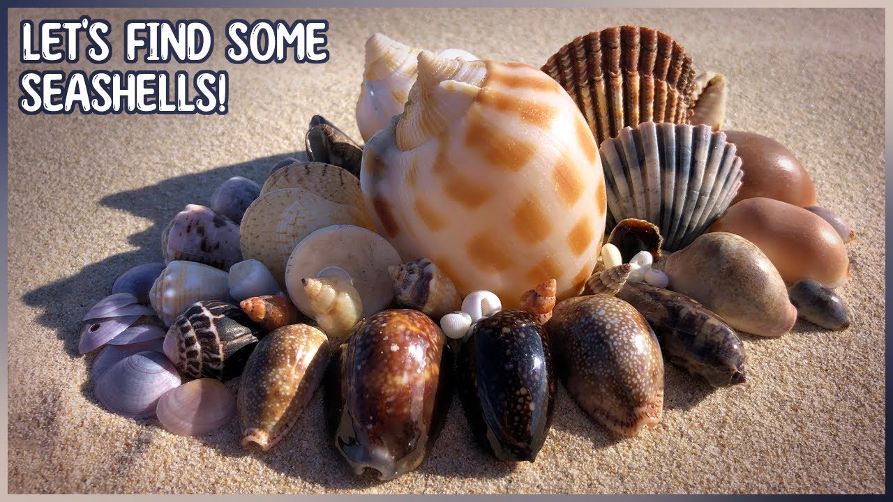 Синие мухи и красивые маленькие каури | Поиск ракушек во время отлива