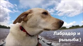 Собака на лодке! Природа ХМАО! Лабрадор и рыыыба! Рыбалка 19.08.2018 Labrador Jesse Собака на лодке! Природа ХМАО! Лабрадор и рыыыба! Рыбалка 19.08.2018 Labrador Jesse