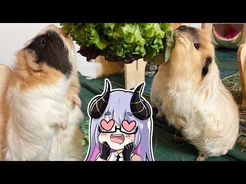 This should not be forgotten when dealing with guinea pigs.