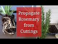 Propagate Rosemary from Cuttings