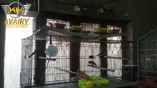 Lovebird Soft Food || Breakfast || Daily Routine 😃🤩🐦 screenshot 4