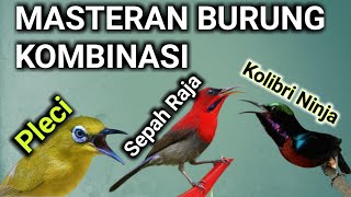 Masteran Burung Kombinasi Sepah raja  kolibri ninja Pleci  100% ampuh cocok untuk semua jenis burung