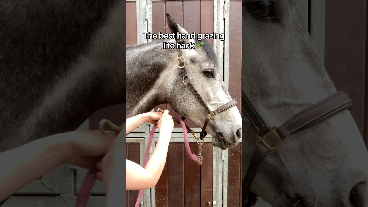 Game-changing life hack 🐴 #equestrian #horses #horsegirl #horserider #horseriding #stallion