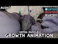 Behemoth muscle growth animation short version