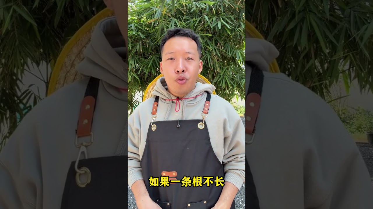 The Ultimate Orchid Care Guide: Tips for Beginners