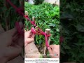 Tying Strong Fence Knots – Rope Lashing for Posts
