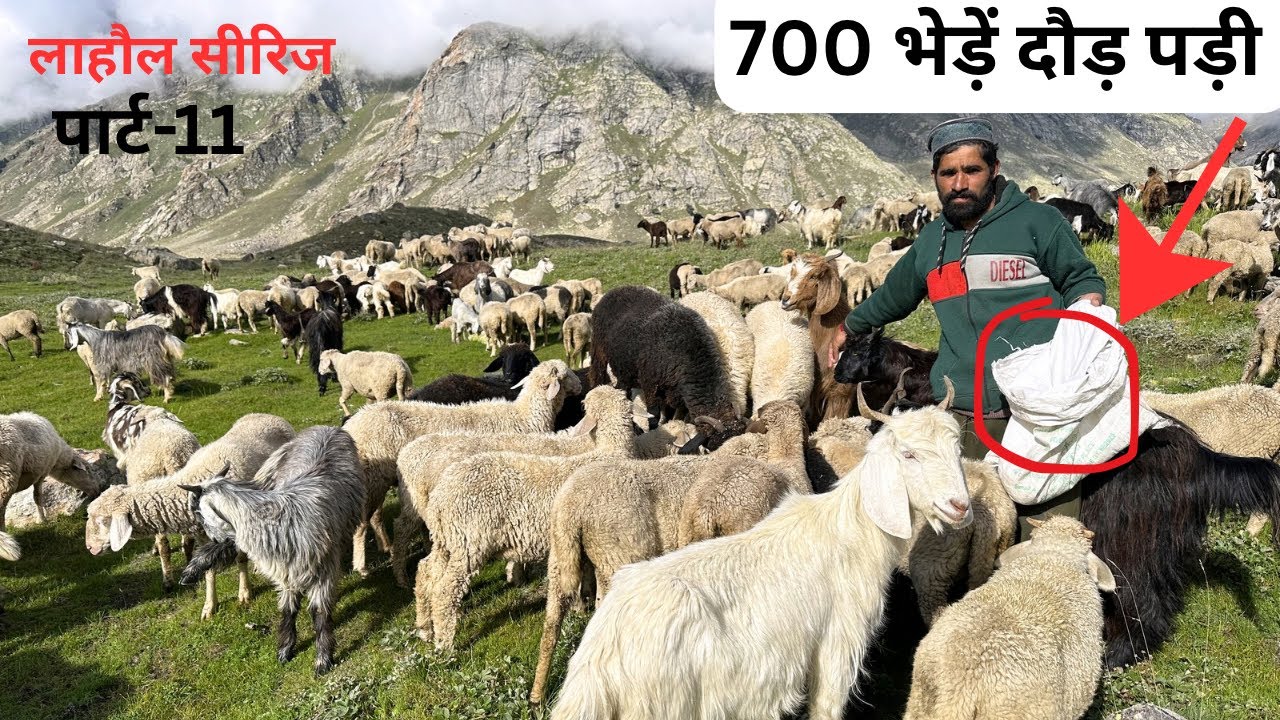 🔥 “पत्थरों पर नमक डालते ही दौड़ी 700 भेड़ बकरियाँ 😲 | भरमौर गद्दी जीवन” 