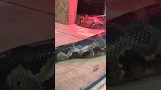 An amazing video of our python showing its &quot;legs&quot; in motion.
