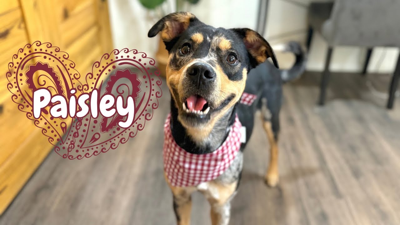 Пейсли — идеальная красивая принцесса-щенок!