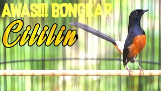 LANGSUNG EMOSI DAN IKUT NGAMUK DENGAN SUARA MURAI BATU NEMBAK ISIAN CILILIN INI 100% AMPUH