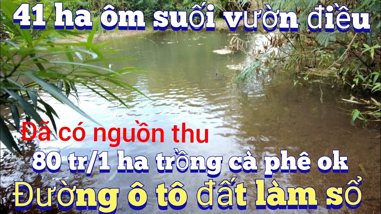 Cần nhượng 41,5 ha đất trồng điều ôm suối nước chất đất đen trồng cà phê ok.