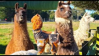 Llamas Check out an Imposter