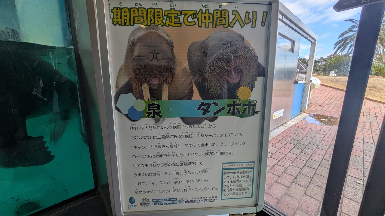 嫁入り中のタンポポちゃん　南知多ビーチランド　26.02.09