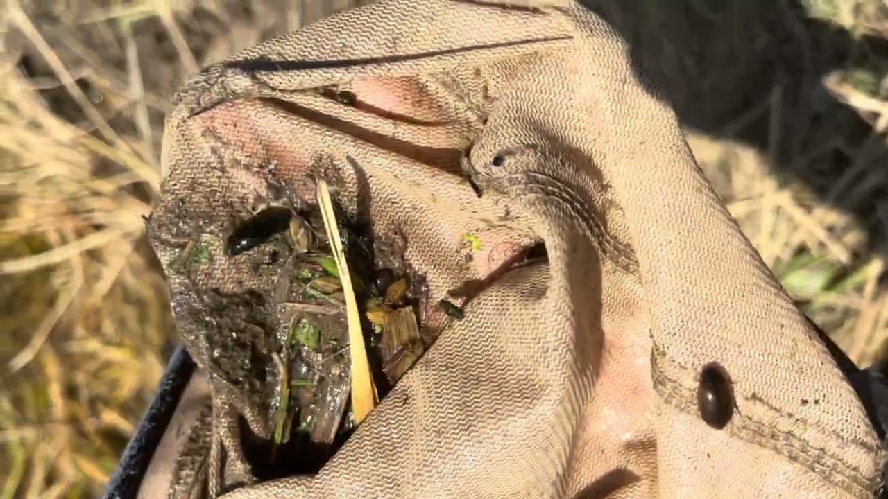 昆虫採集フリースタイル旅⑥【高知夜の海岸】